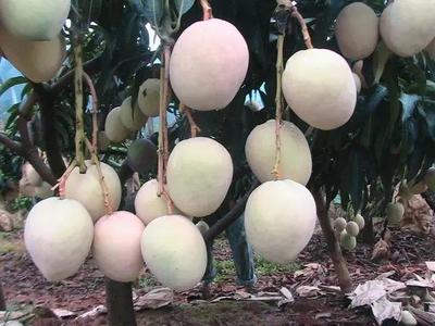 好消息!攀枝花啟動(dòng)芒果深加工項(xiàng)目,以后想吃芒果干、芒果醬再也不用網(wǎng)購(gòu)了!